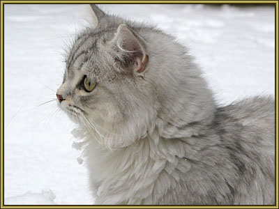 Carlo in de sneeuw 22-12-2007009