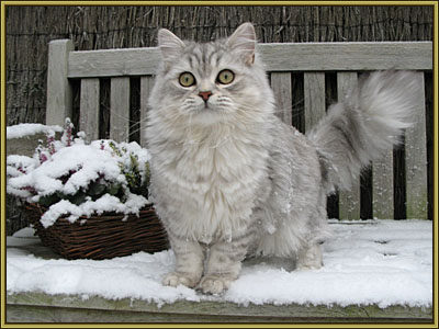 Carlo in de sneeuw 22-12-2007016