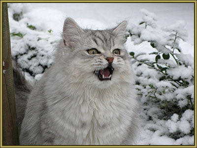 Carlo in de sneeuw 22-12-2007026