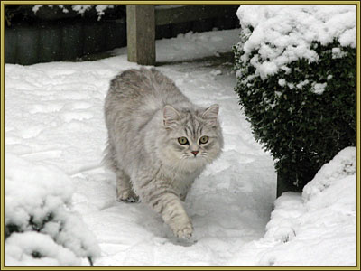 Carlo in de sneeuw 22-12-2007034